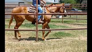 Molly Trot, Transition to Walk