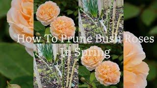 How To Prune Bush Roses In Spring, How To Rejuvenate A Bush Rose