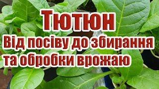 Тютюн.Від посіву до збирання врожаю.Ознаки зрілості листя тютюну.Особливості сушіння та ферментації