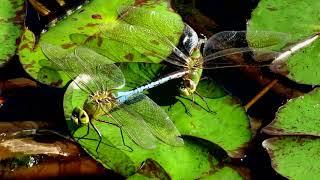 Common Green Darner