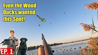 FIRST Wood Duck & Kelly's FIRST Duck Hunt (LIMITS) | Duck Hunting