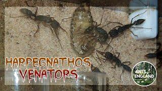 HARPEGNATHOS VENATORS! #livefeeding #ants #antantics