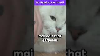 Do Ragdoll cat Shed?  | Expert Grooming Tips