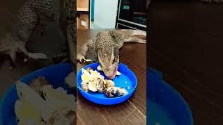 Live Feeding Savannah Monitor #savannahmonitor #savmon #reptile #reptiler #reptilelover #shorts