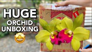 HUGE ORCHID UNBOXING | ORCHIDS FROM GOLDEN BLOOM ORCHIDS - PHILIPPINES