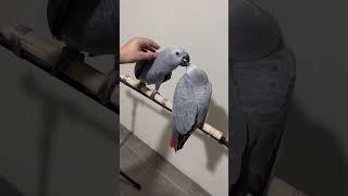 African Grey Parrot