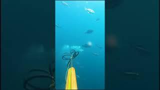 Blasting a yellowtail