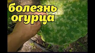 ПЕРОНОСПОРОЗ НА ОГУРЦАХ! КАК ЛЕЧИТЬ!