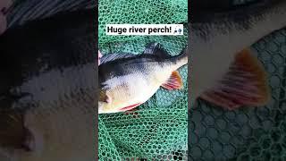 Huge river perch fishing!