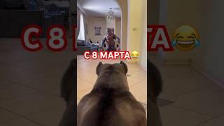 Уночка охрана #pitbull #щенки #питбуль #bully #питбультерьер #щенкимосква #щенкинапродажу #dog