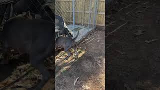 #animalshorts #shortvideo #dog #dogshorts #packlife #ytshorts #americanbully #pitlab