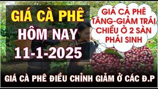 Giá cà phê hôm nay ngày 11/1/2025|Giá cà phê TG tăng giảm trái chiều trong nước giảm