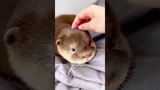 Otter  #foryou #funny #animals #otter  #shorts #youtubeshorts