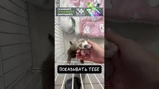 Хорёк — Пушистый Бандит 