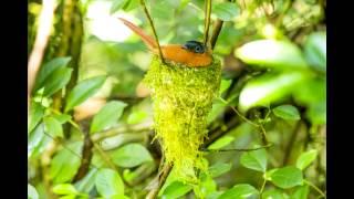 Madagascar- Ranomafana National Park