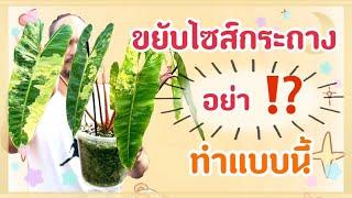 ปรับกระถางใหม่ ขยายแม่พันธุ์ | อะไรควรทำและไม่ควรทำ