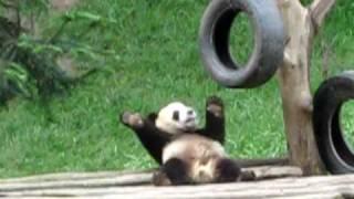 Dancing Panda