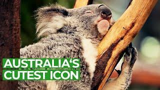 Koala Country - Tales from Down Under | Free Documentary Nature