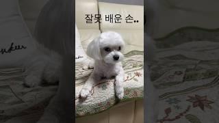 손 잘못 배운 강아지 #shorts #뽀삐 #커엽