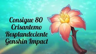 Consigue 80 Crisantemo Resplandeciente - Genshin Impact - Version 5.0 - Ruta de Farmeo