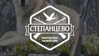 Загон на лося. Выстрел. Сеголеток. Ноябрь 2017