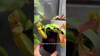 Pitcher plant repot/rescue #pitcherplants #nepenthes #carnivorousplants #plantcare