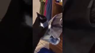 Super Cute Animals Super Cute Cat#97 #Shorts