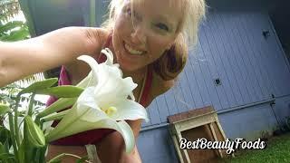 Mystery Flower Blooms in my Yard