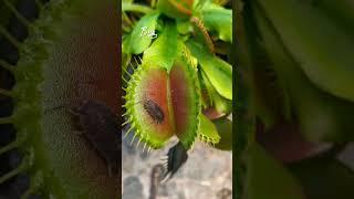 Bug | Venus Fly Trap | Dionaea Muscipula | #insectkiller #flytrap #shortsfeed #shorts