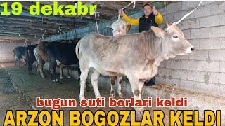 BOGOZ SIGIRLAR SOTILADI ️902052128