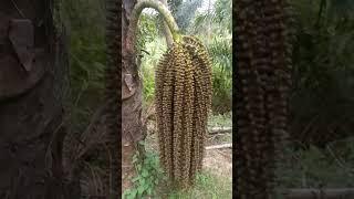 Buah aren yang lebat