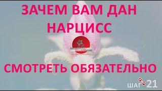 ЗАЧЕМ ВАМ ДАН НАРЦИСС. ВАШ ПАРТНЕР - НАРЦИСС. ЗАЧЕМ И ПОЧЕМУ ВАМ ЭТО ДАНО. ХОЧЕШЬ ВЫЙТИ-СМОТРИ.