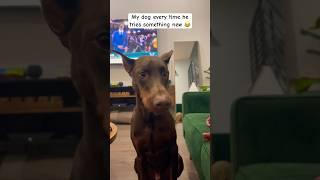 Bro will enjoy anything  #doberman #lifestyle #subscribeformore #subscribe #phillycreators #shorts