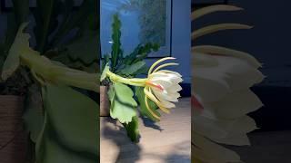 Unbelievable cactus flower opens at night #cactus #flower #plants