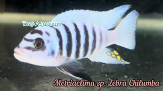 20.12.2024 Specials Part 2: Mbuna (Malawi/African) [Trop Aquarium] (Singapore)