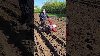 мотоблок с окучниками, весенние работы #агротехнологии #farming #agriculture