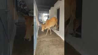 meri gaiya aati hai mujhko doodh pilati #cow #merigaiyaaatihai #gaumatakijaiho #cowlover #cowlovers