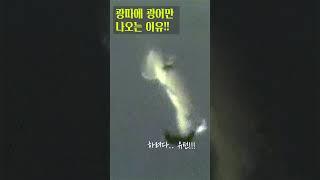 광따에 광어만 나오는 이유!! #다운샷 #수중촬영#수중영상