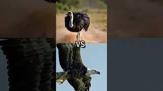 Who’s the Ultimate Bird Champion?#goose  #peacock  #flamingo  #ostrich  #baldeagle  #vultures