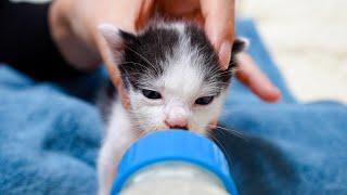 Kittens Struggling to Drink Milk: Day 3 of Rescue 