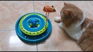 [Unboxing] CAT SCRATCH PAN (MAINAN KUCING)