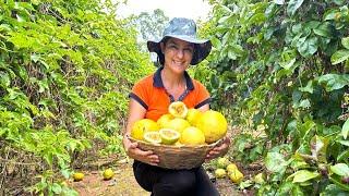 Maracujá é vida! Tudo sobre essa fruta Maravilhosa