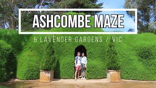 Ashcombe Maze & Lavender Gardens VIC Australia - 2h Drive from Melbourne