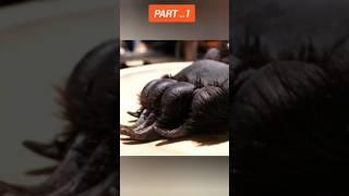  bear foot making skill in Korea #facts #shorts #trending