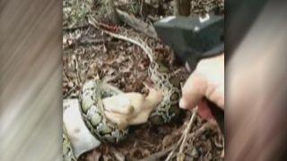 Man shoots massive python in head to save herd of goats