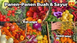 PANEN BUAH & SAYURAN SEGARR!! Di minigarden||Cr:mini_garden12