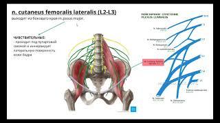 Поясничное сплетение (Plexus lumbalis)