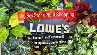 Big Box Store Plant Shopping NEW Costa Farms Trending Tropical Plants at Lowe's Restock Plants