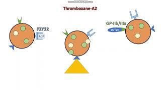 Anti platelets - MOA, indications and Side-effects (Aspirin, P2Y12 and GP-IIB/IIA inhibitors)