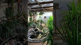 Aviary | Bird Aviary | Aviary Birds | Outdoor Aviary | Finch Aviary | Canary Aviary | #aviary #birds
